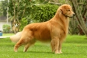 Golden Retriever Eğitimi Nasıl Yapılır?