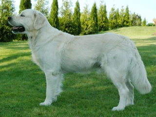 Golden Retriever Bakımı